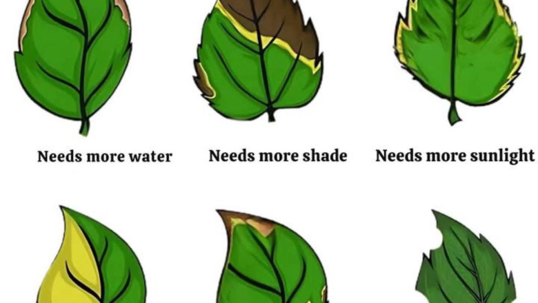 A cool guide to understand the language of plants